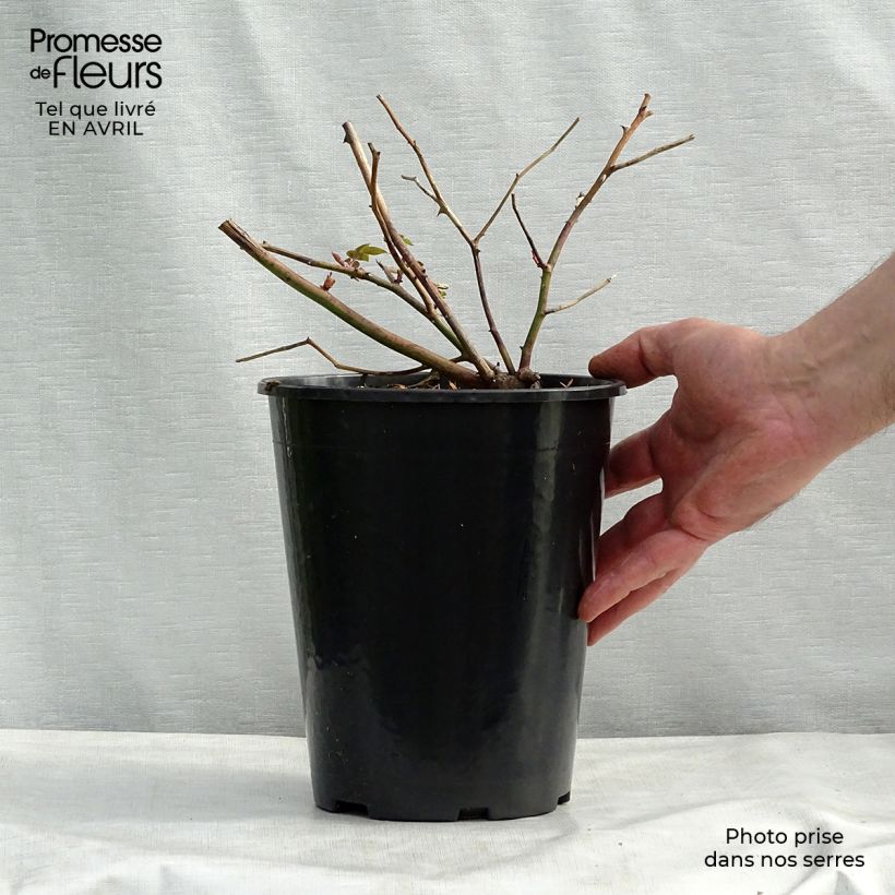Spécimen de Rosier David Austin Malvern Hills en pot de 4L tel que livré au printemps