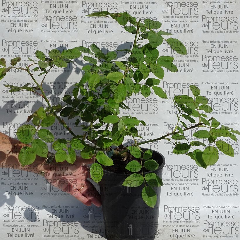 Exemple de spécimen de Rosier David Austin Morning Mist en pot de 4L. tel que livré