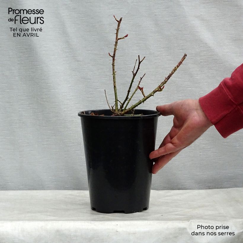 Spécimen de Rosier David Austin Munstead Wood en pot de 4L tel que livré au printemps