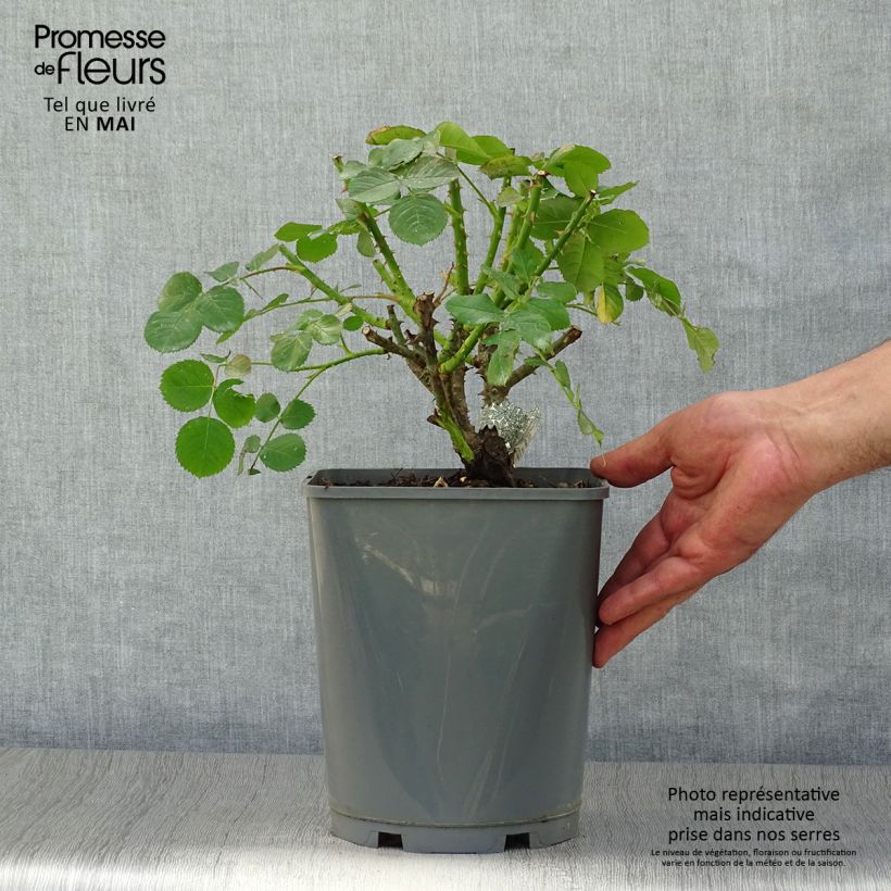 Spécimen de Rosier David Austin Princess Anne  en pot de 3/4L tel que livré au printemps
