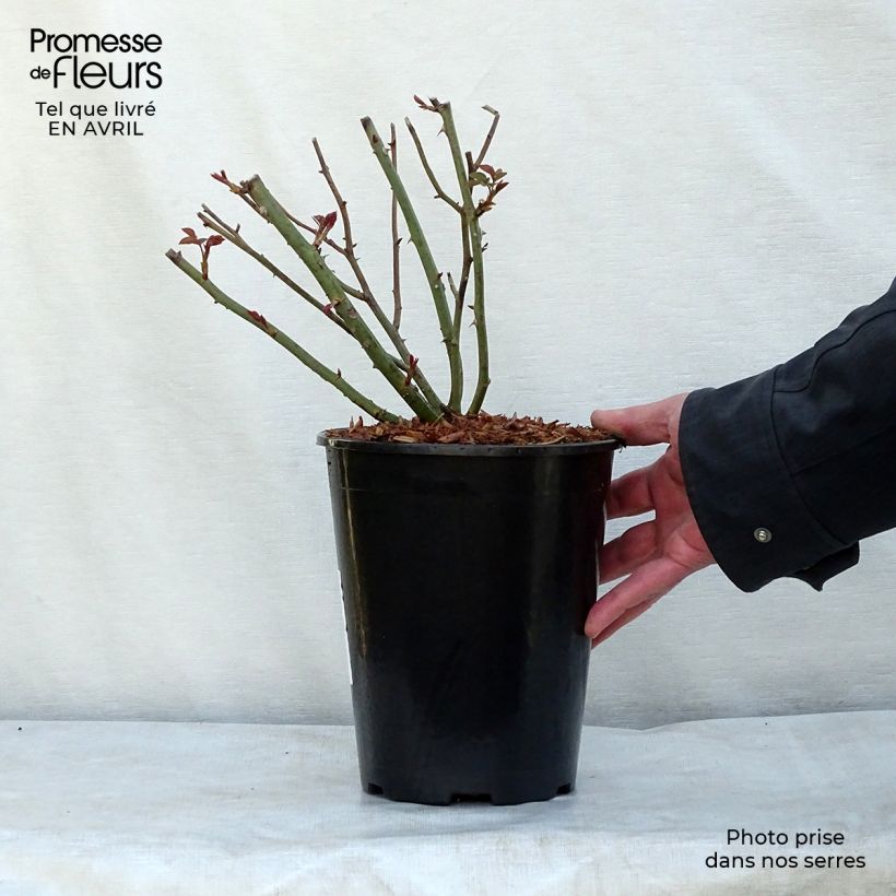 Spécimen de Rosier David Austin Queen of Sweden en pot de 4L tel que livré au printemps