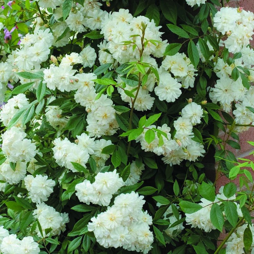 Rosier David Austin Snow Goose  (Floraison)