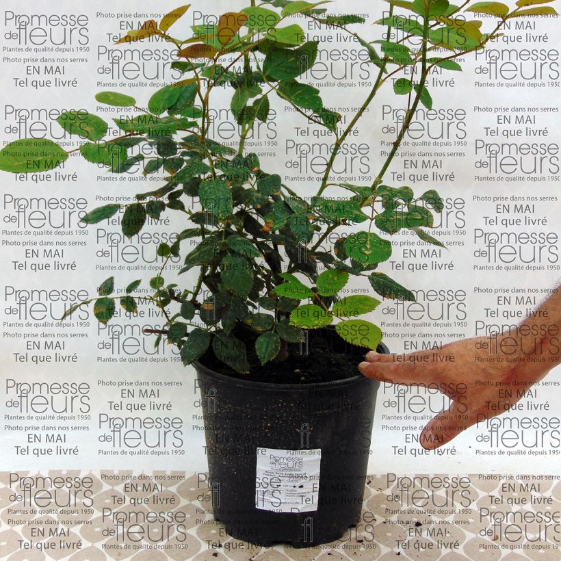 Exemple de spécimen de Rosier David Austin Spirit of Freedom en pot de 4L tel que livré