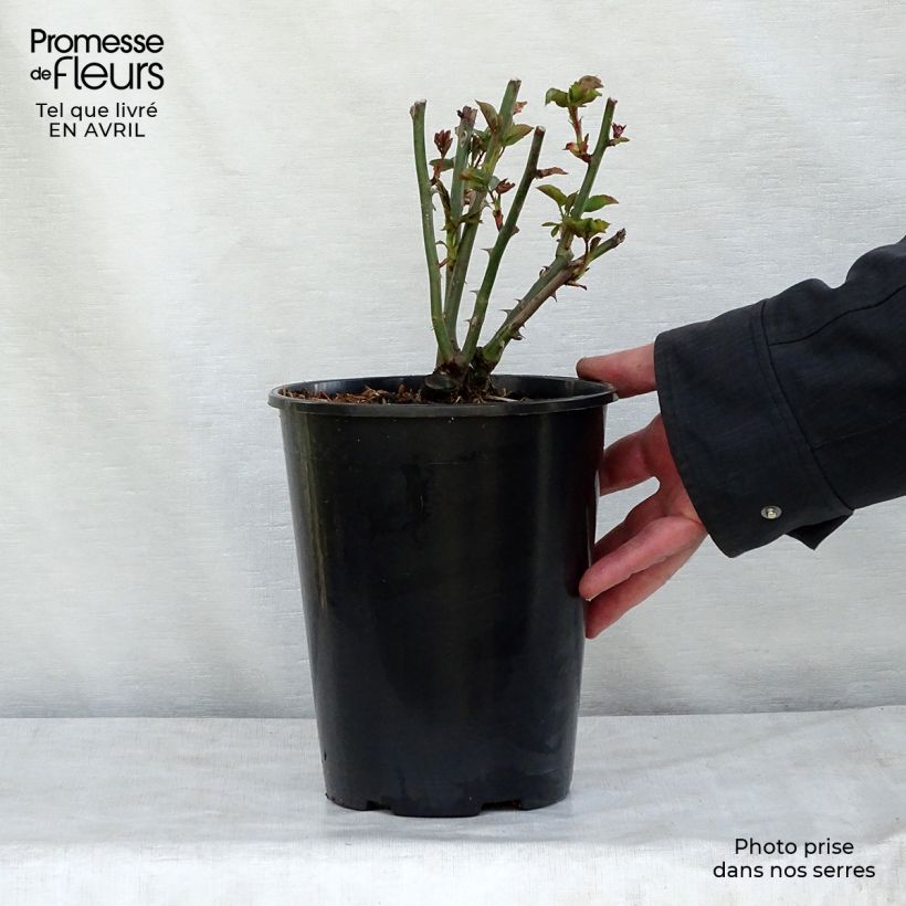 Spécimen de Rosier David Austin Summer Song en pot de 4L tel que livré au printemps