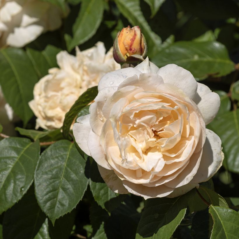 Rosier David Austin Sweet Juliet (Floraison)