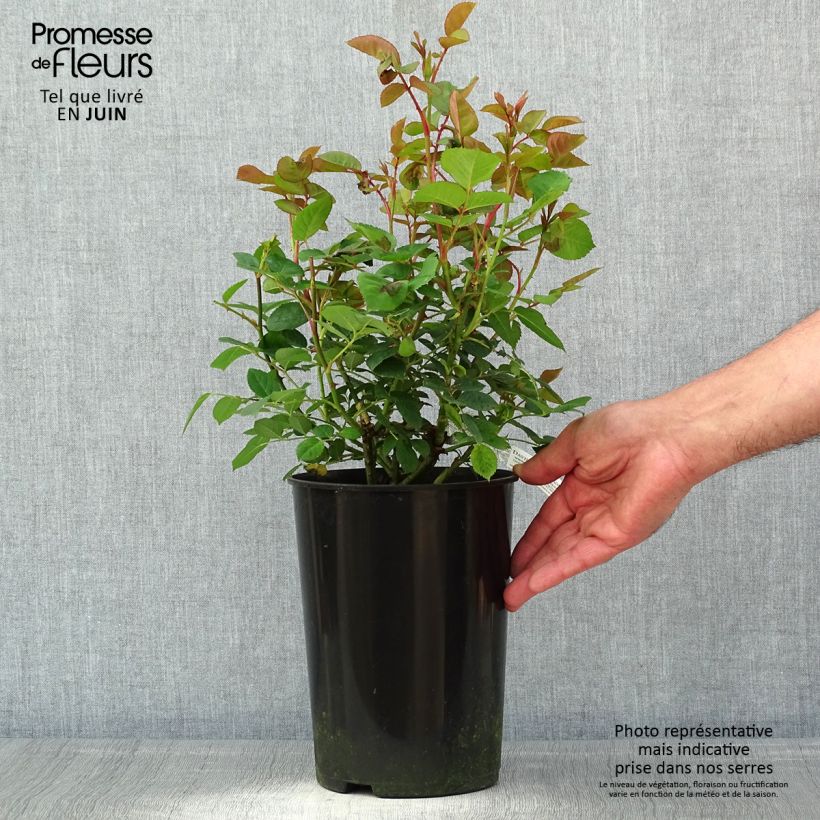 Spécimen de Rosier David Austin Teasing Georgia en pot de 4L tel que livré au printemps