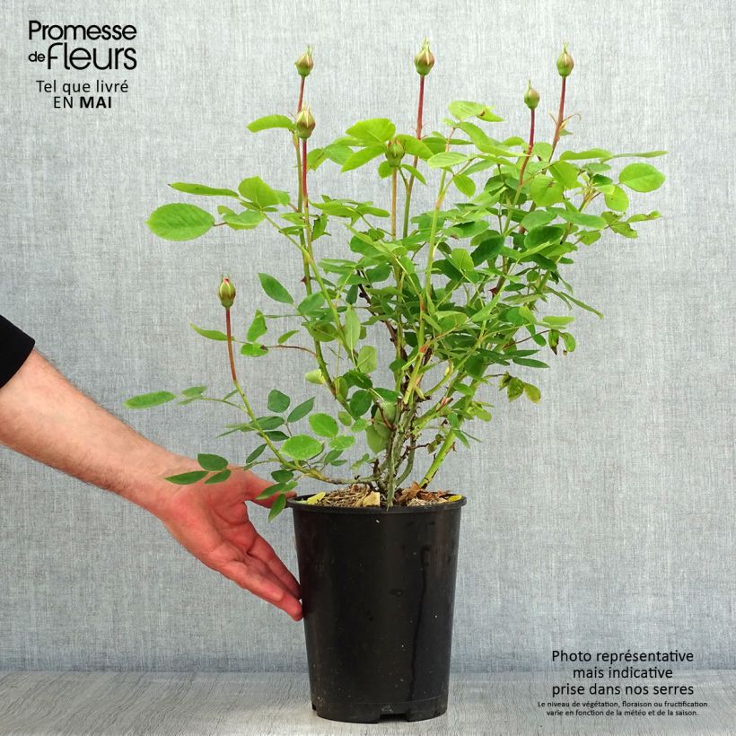 Spécimen de Rosier David Austin The Lady Gardener en pot de 4L tel que livré au printemps