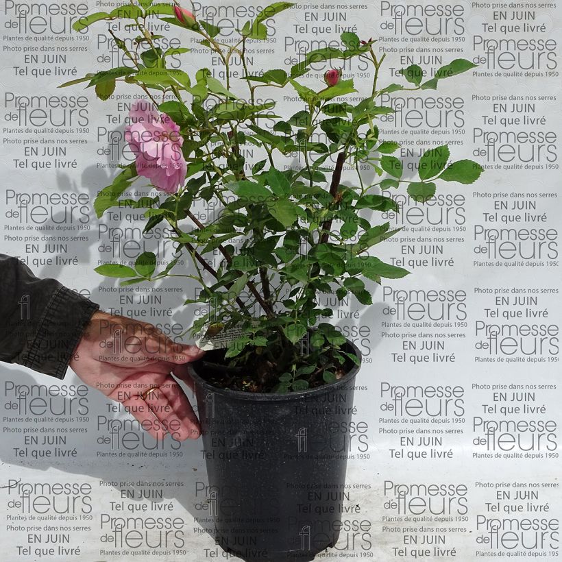 Exemple de spécimen de Rosier David Austin The Lady's Blush en pot de 4L tel que livré