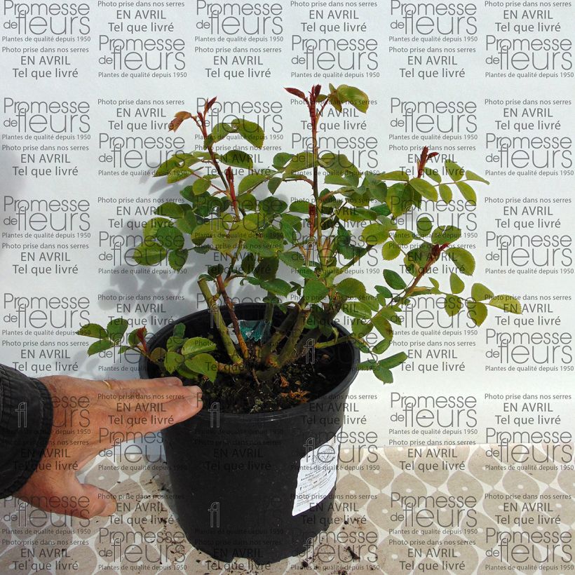 Exemple de spécimen de Rosier David Austin The Lark Ascending en pot de 4L tel que livré