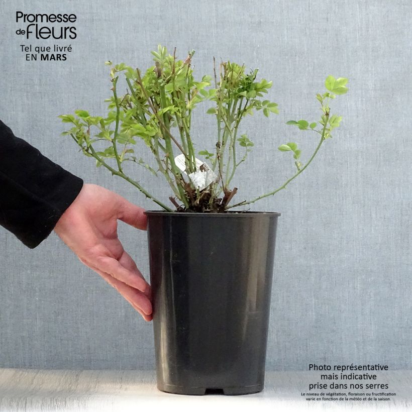 Spécimen de Rosier David Austin The Pilgrim en pot de 4L tel que livré au printemps