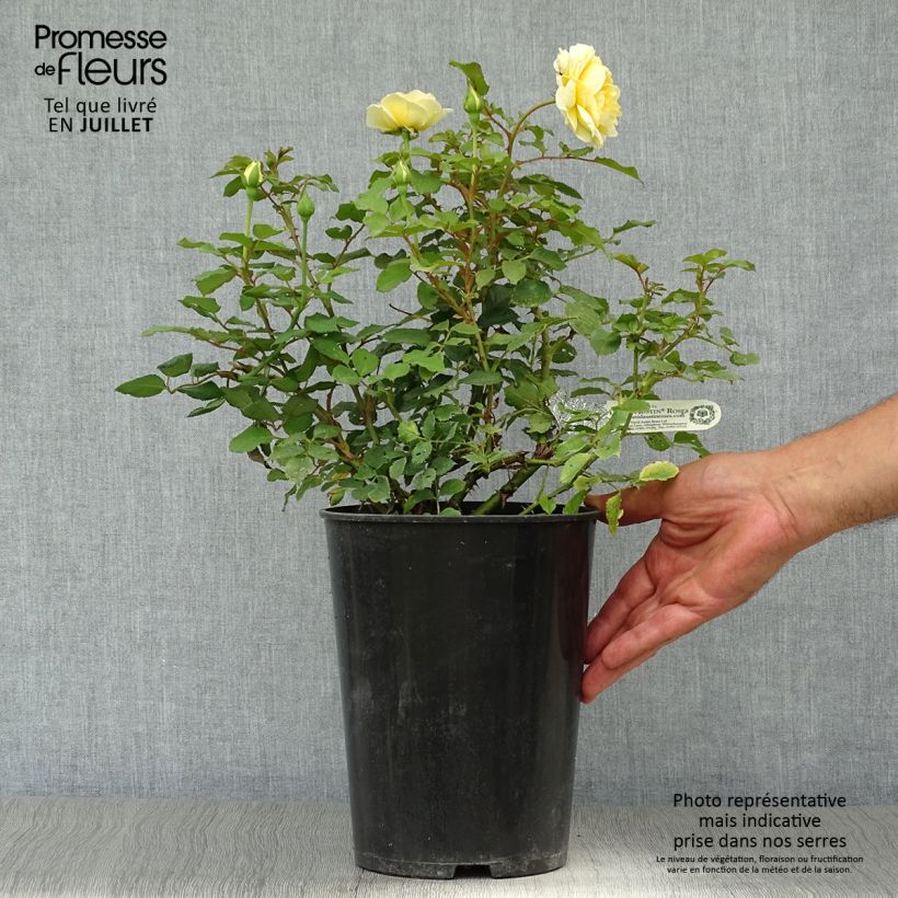 Spécimen de Rosier David Austin The Poet's Wife  Pot de 4L/5L tel que livré en été