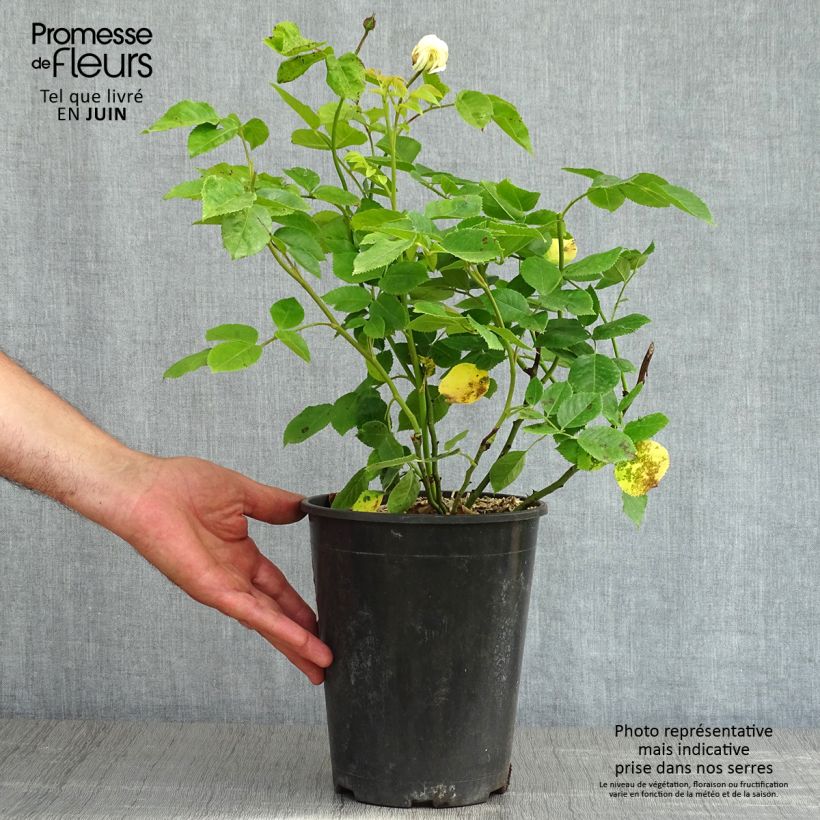Spécimen de Rosier David Austin Tranquillity en pot de 4L tel que livré au printemps