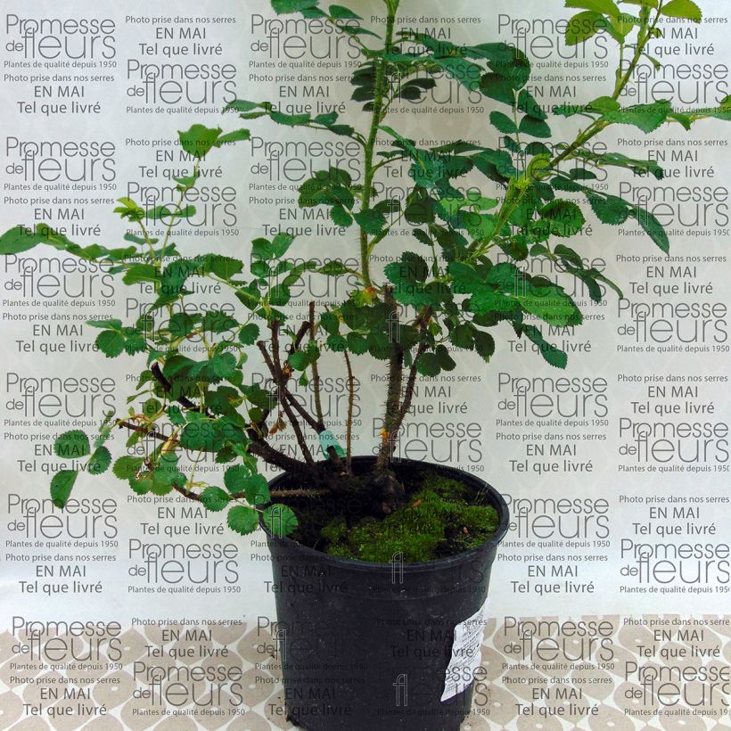 Exemple de spécimen de Rosier David Austin Wild Edric en pot de 4L tel que livré