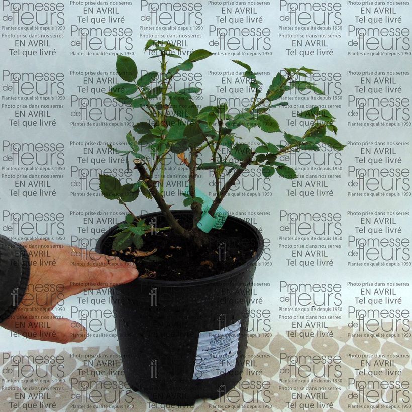 Exemple de spécimen de Rosier David Austin William Morris en pot de 4L tel que livré