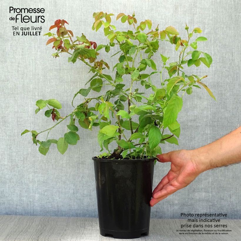 Spécimen de Rosier David Austin William Shakespeare 2000 Pot de 4L/5L tel que livré en été