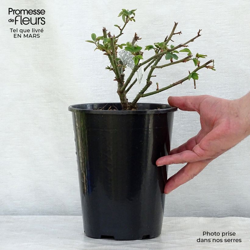 Spécimen de Rosier David Austin Winchester Cathedral  Pot de 4L/5L tel que livré en hiver