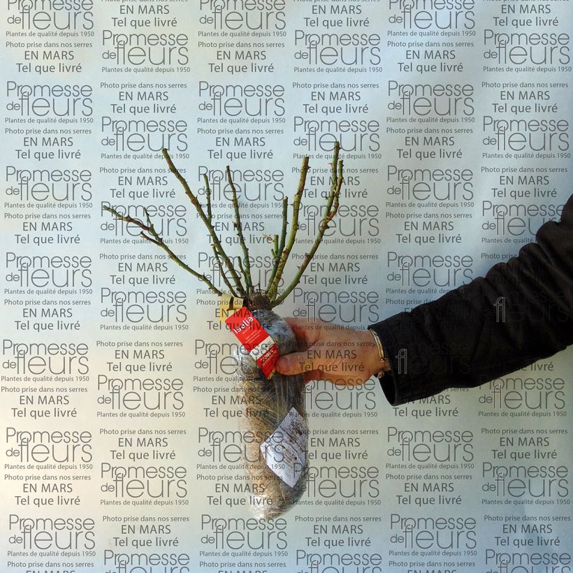 Spécimen de Rosier Décorosiers Isalia tel que livré en printemps