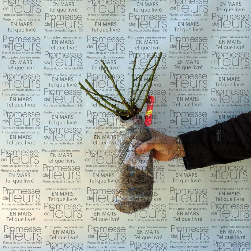 Spécimen de Rosier Décorosiers Kadora tel que livré en printemps