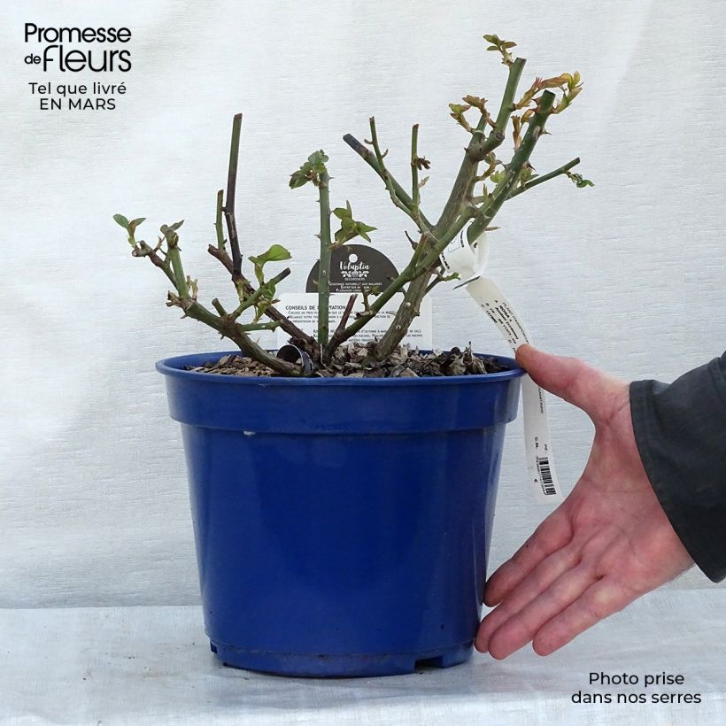 Spécimen de Rosier Décorosiers Amber Voluptia en pot de 5L tel que livré au printemps
