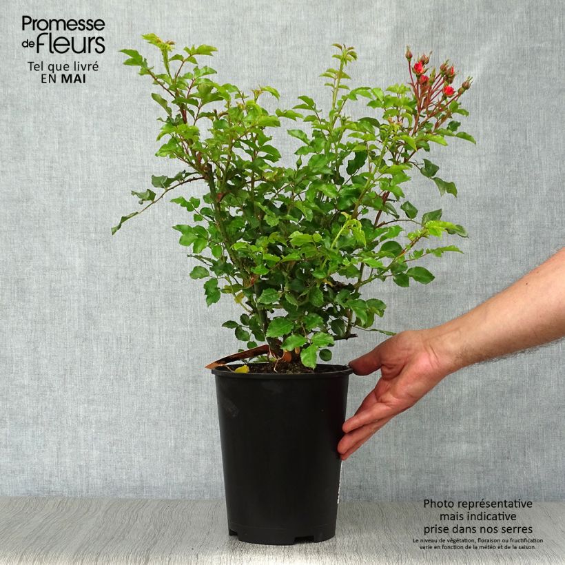 Spécimen de Rosier Décorosiers Calizia en pot de 4L/5L tel que livré au printemps
