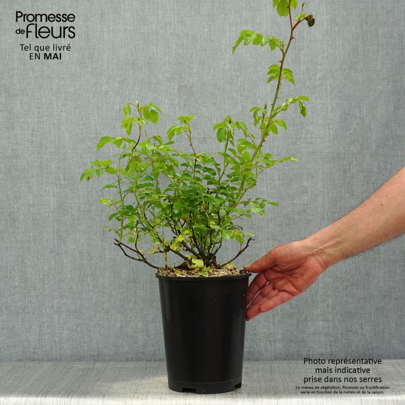 Spécimen de Rosier Décorosiers Celina en pot de 4L/5L tel que livré au printemps