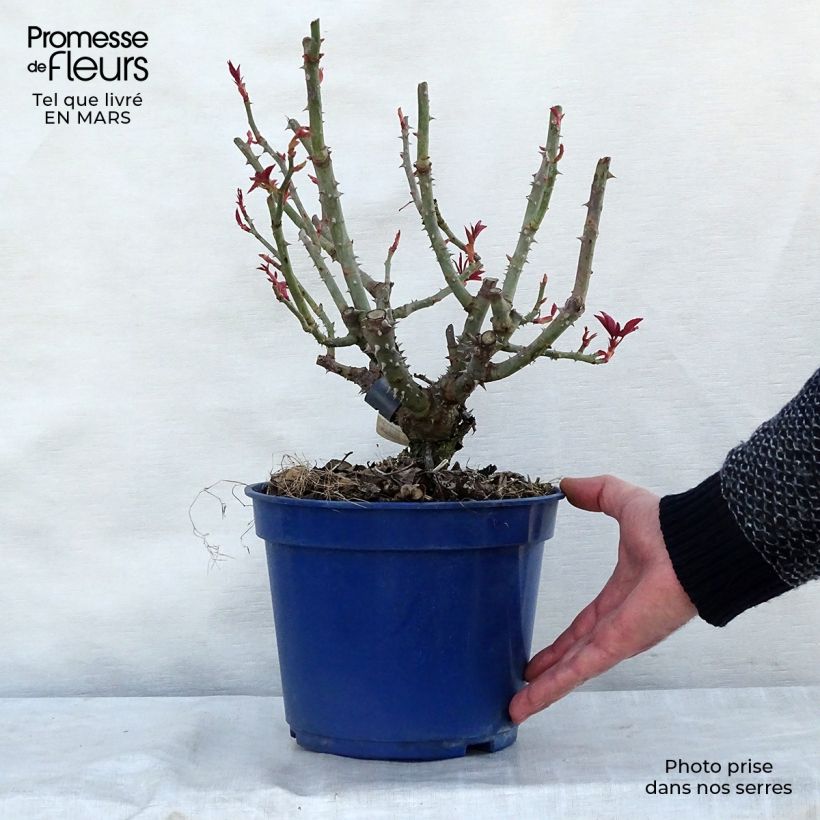 Spécimen de Rosier Décorosiers Crazy Pink Voluptia en pot de 5L tel que livré au printemps