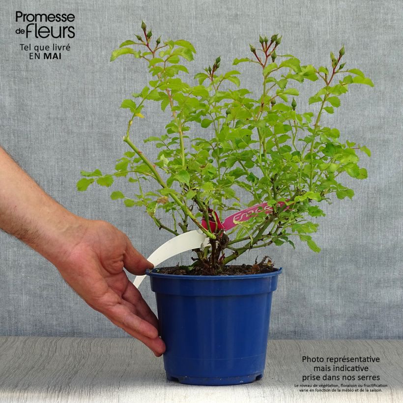 Spécimen de Rosier Décorosiers EMERA en pot de 2L tel que livré au printemps