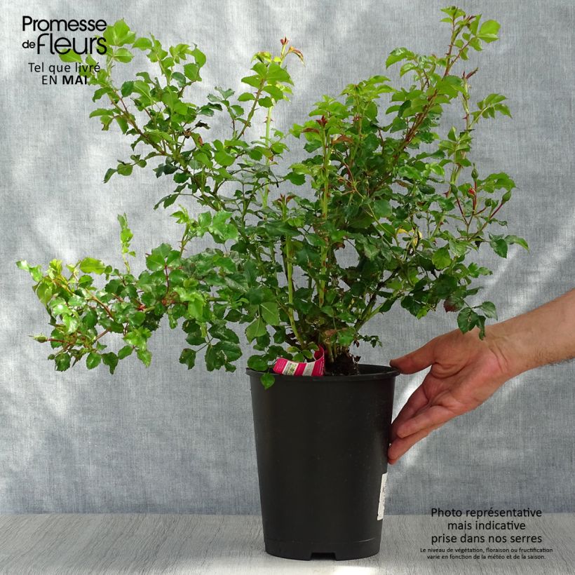 Spécimen de Rosier Décorosiers EMERA en pot de 5L tel que livré au printemps