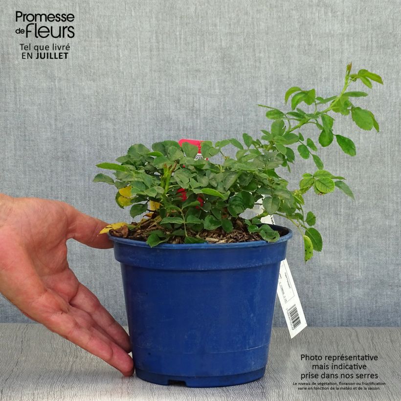 Spécimen de Rosier Décorosiers Kadora Pot de 2L/3L tel que livré en été