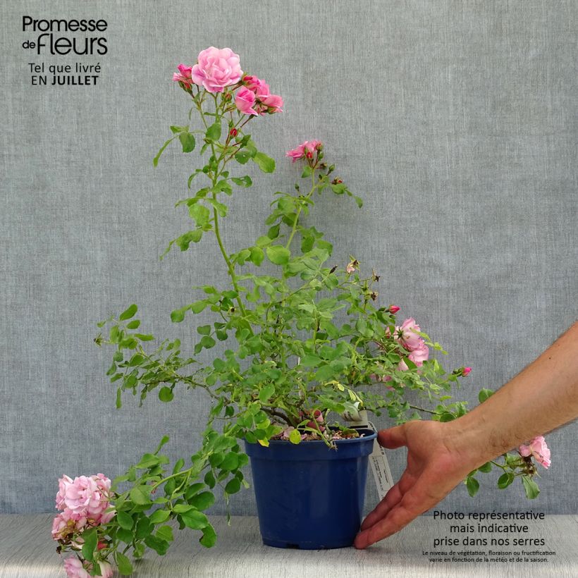 Spécimen de Rosier Décorosiers Mareva Pot de 2L/3L tel que livré en été