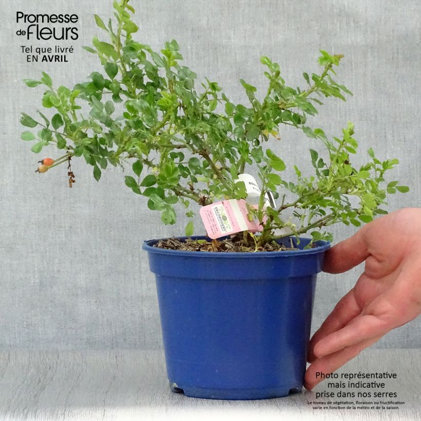 Spécimen de Rosier Décorosiers Mareva en pot de 2L tel que livré au printemps