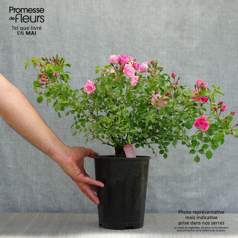 Spécimen de Rosier Décorosiers Mareva en pot de 4L/5L tel que livré au printemps