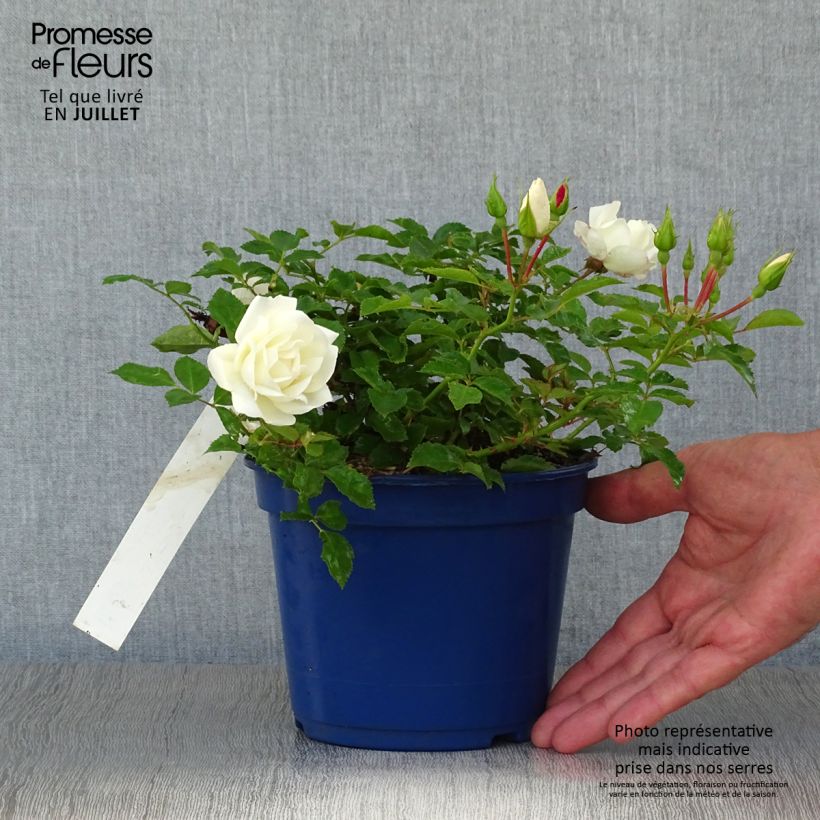 Spécimen de Rosier Décorosiers OPALIA Pot de 2L/3L tel que livré en été