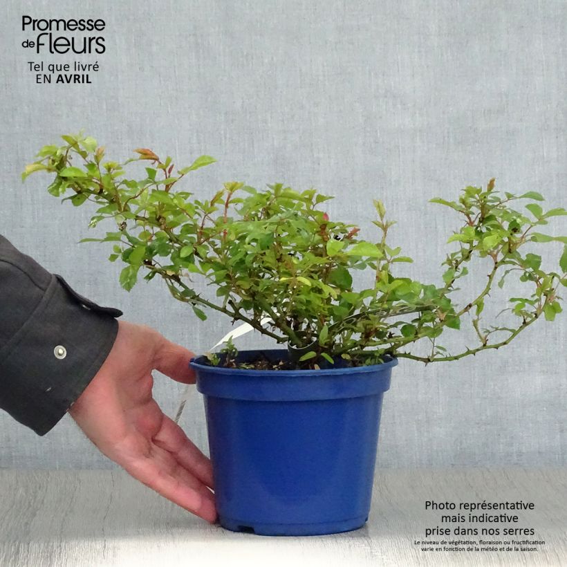Spécimen de Rosier Décorosiers OPALIA en pot de 2L tel que livré au printemps