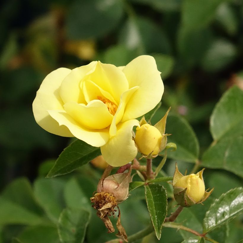 Rosier Décorosiers Suneva  (Floraison)