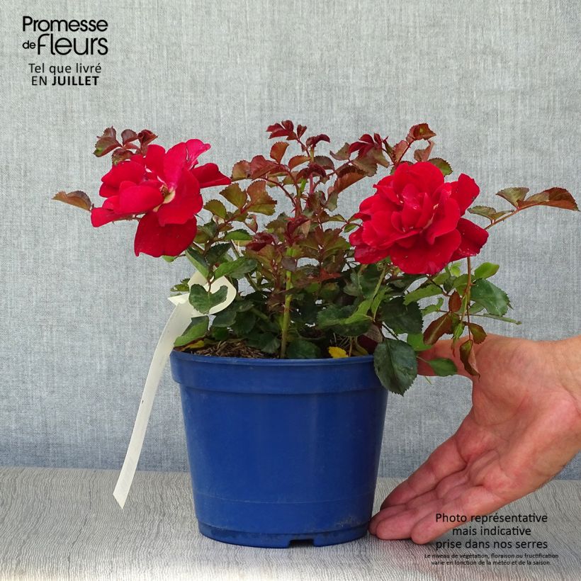 Spécimen de Rosier Décorosiers Vesuvia Pot de 2L/3L tel que livré en été