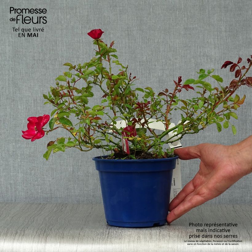 Spécimen de Rosier Décorosiers Vesuvia en pot de 2L tel que livré au printemps
