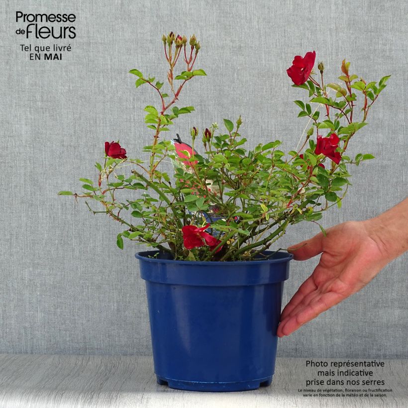 Spécimen de Rosier Décorosiers Vesuvia en pot de 4L/5L tel que livré au printemps
