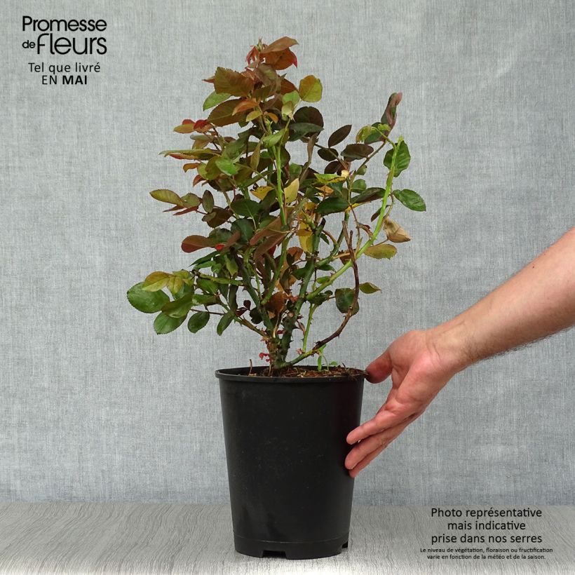 Spécimen de Rosier Dominica Intercomdoor - Buisson à grande fleurs en pot de 4L/5L tel que livré au printemps