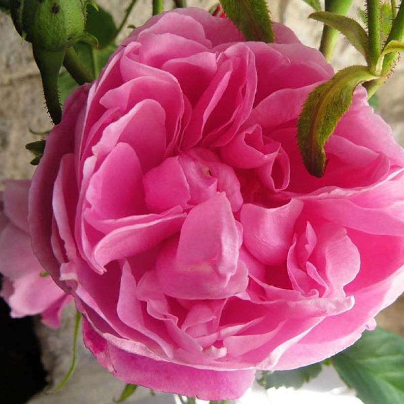 Rosier ancien Fantin Latour (Floraison)