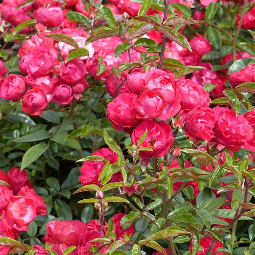 Rosier nain Fête des Mères (Floraison)