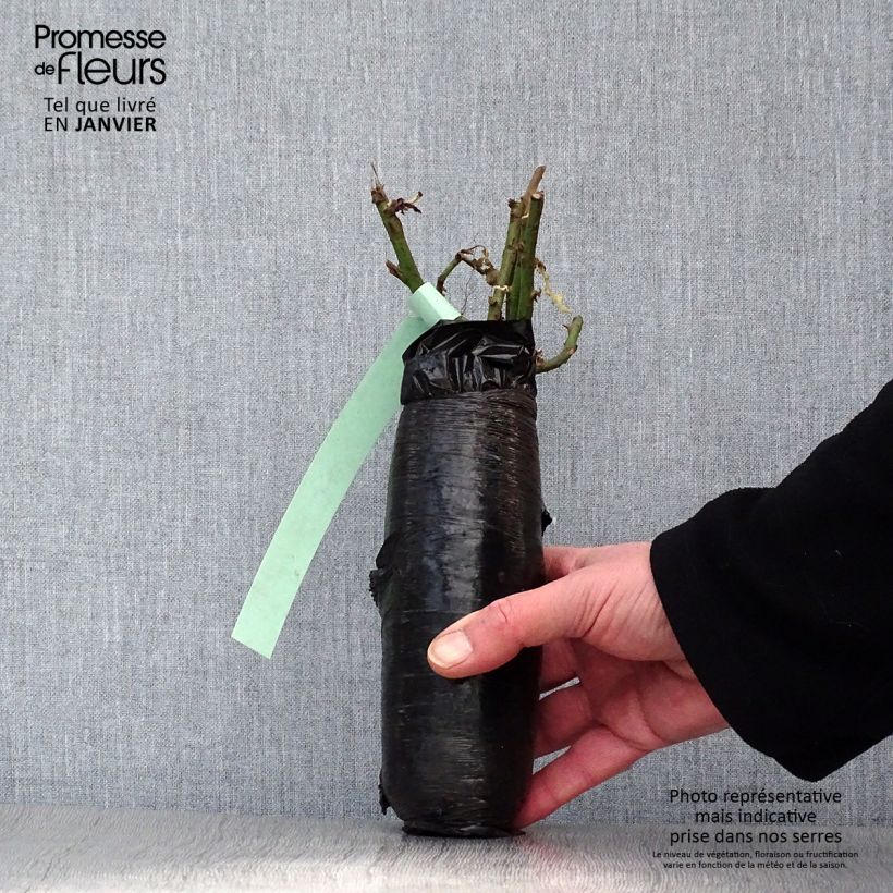 Spécimen de Rosier Fortuna - Motte tel que livré en hiver