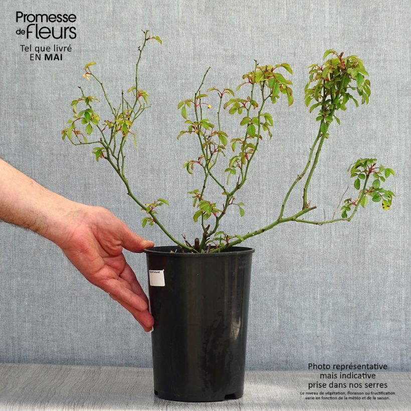 Spécimen de Rosier Fortuna - Pot de 2L/3L tel que livré au printemps