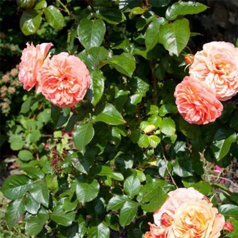 Rosier à fleurs groupées François Mauriac (Feuillage)