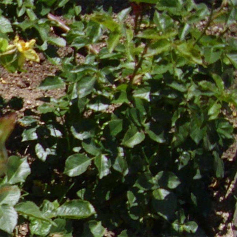 Rosier à fleurs groupées Friesia (Feuillage)
