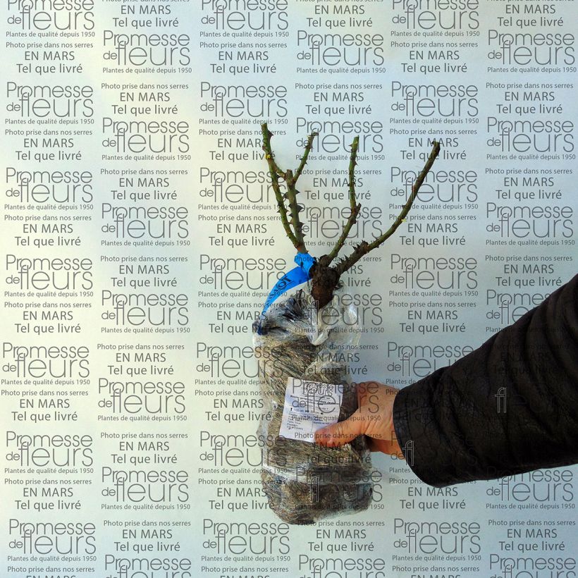 Spécimen de Rosier Generosa 100 Idées Jardin tel que livré en printemps