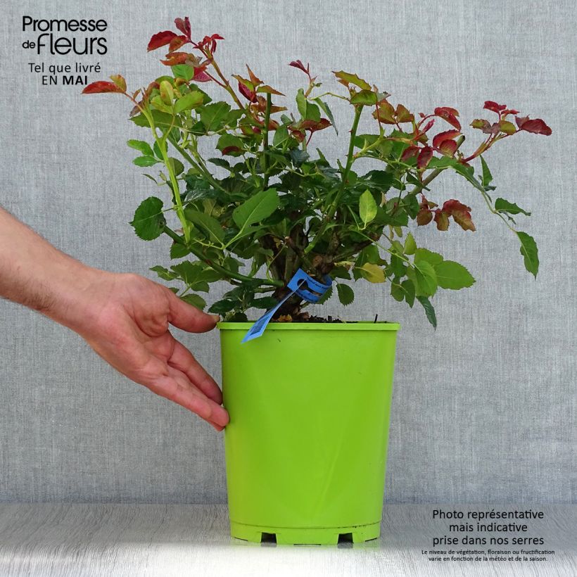 Spécimen de Rosier Generosa Agnès Schilliger Pot de 4L/5L tel que livré au printemps