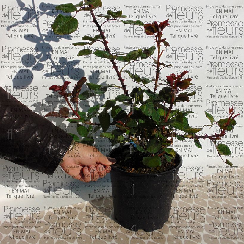 Exemple de spécimen de Rosier Generosa Amandine Chanel en pot de 4L tel que livré
