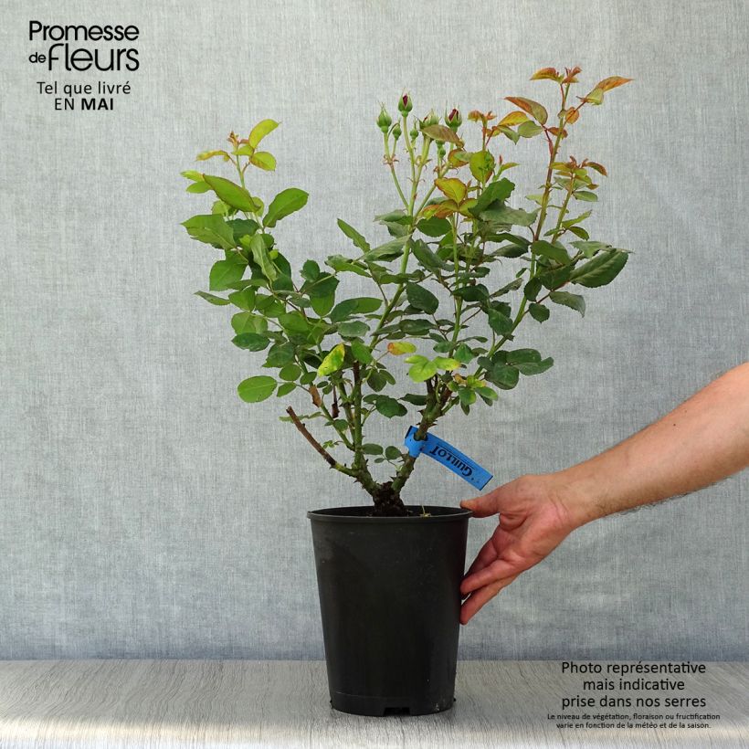 Spécimen de Rosier Générosa Bicentenaire de Guillot Pot de 4L/5L tel que livré au printemps