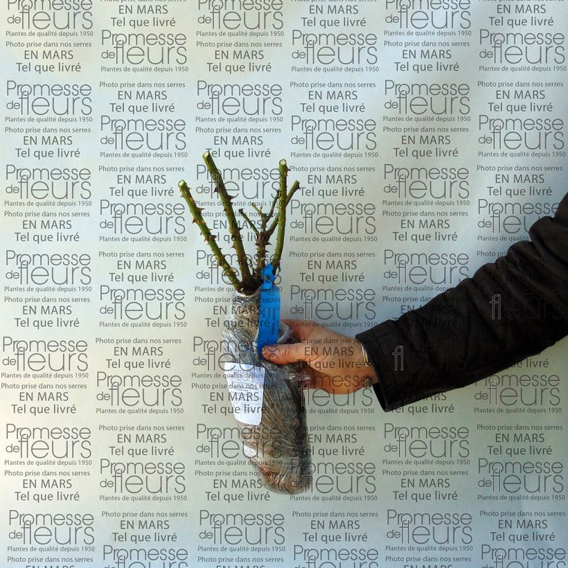 Spécimen de Rosier Generosa Carméline tel que livré en printemps